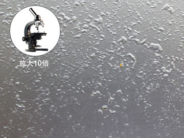 珊瑚纹板01